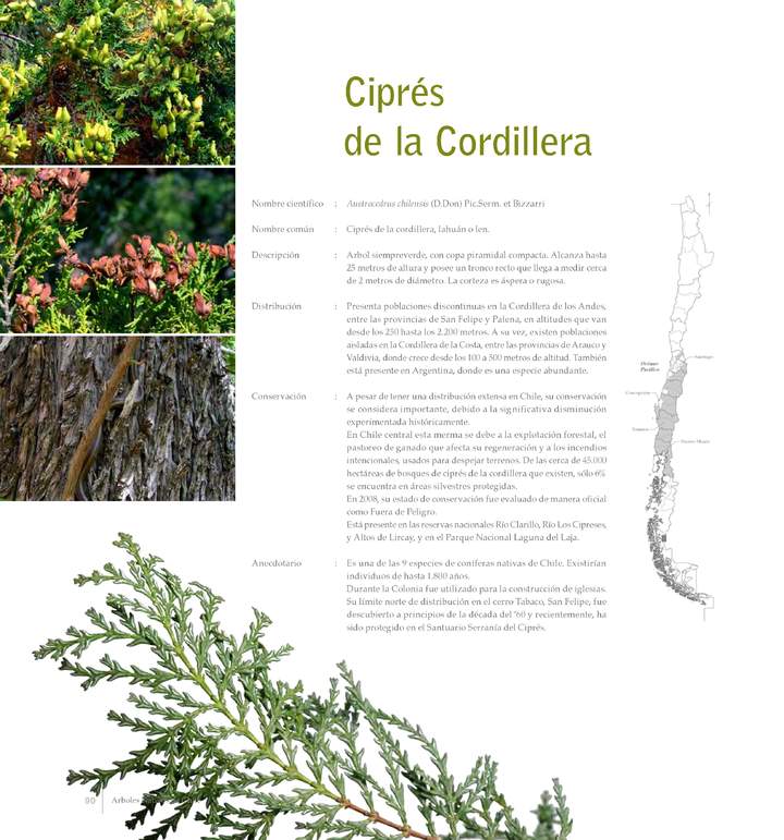 Austrocedrus chilensis