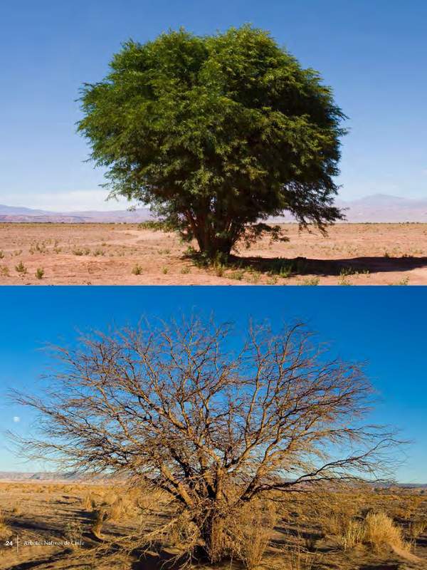 Prosopis chilensis