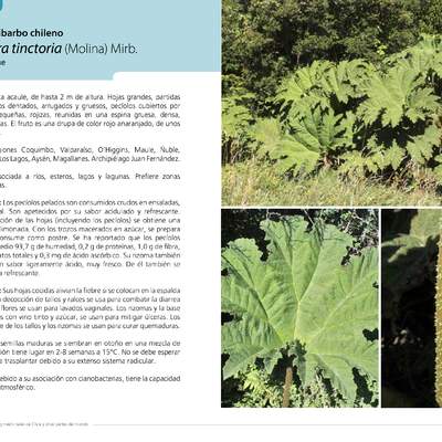 Gunnera tinctoria