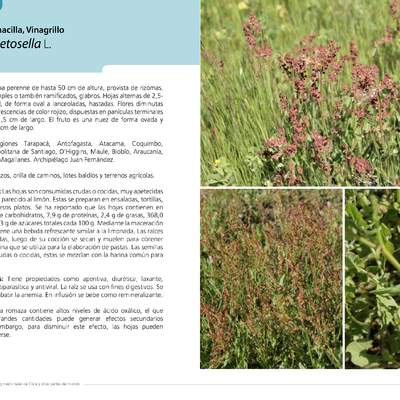 Rumex acetosella