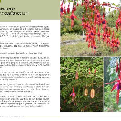 Fuchsia magellanica