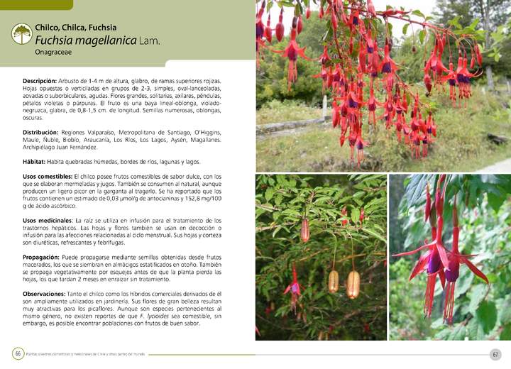 Fuchsia magellanica