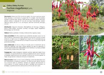 Fuchsia magellanica