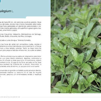 Mentha pulegium