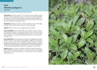 Mentha pulegium