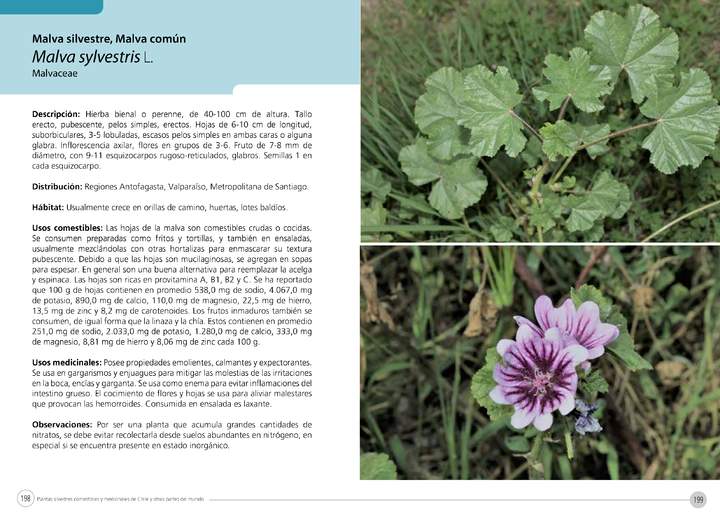 Malva sylvestris