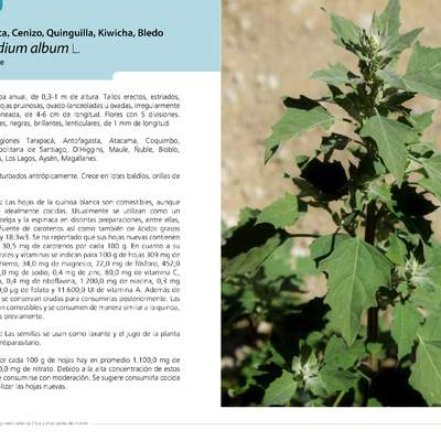 Chenopodium album L.