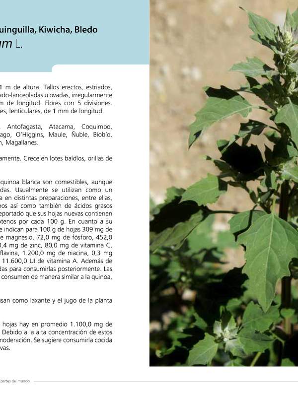 Chenopodium album L.