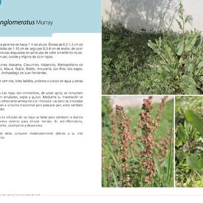 Rumex conglomeratus