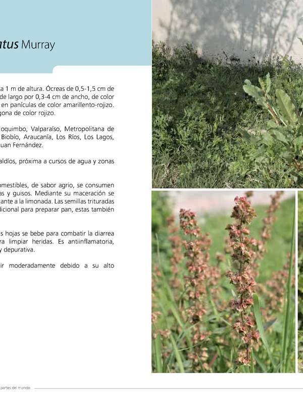 Rumex conglomeratus