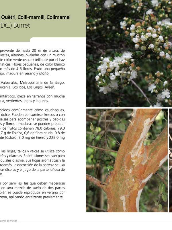 Luma apiculata