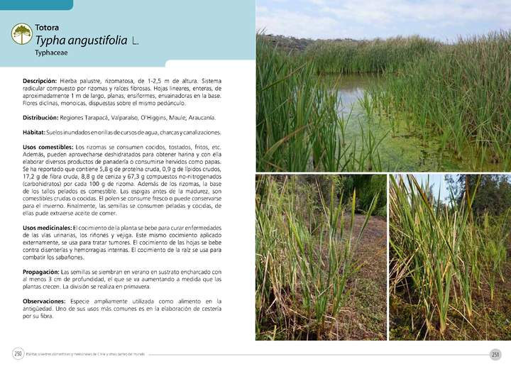 Typha angustifolia