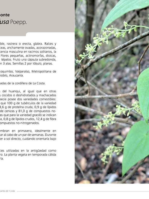 Dioscorea humifusa Poepp.