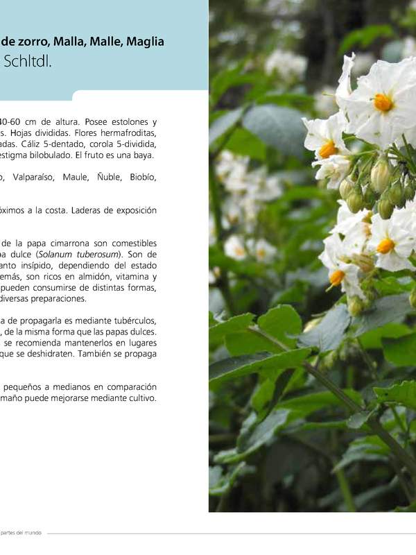 Solanum maglia