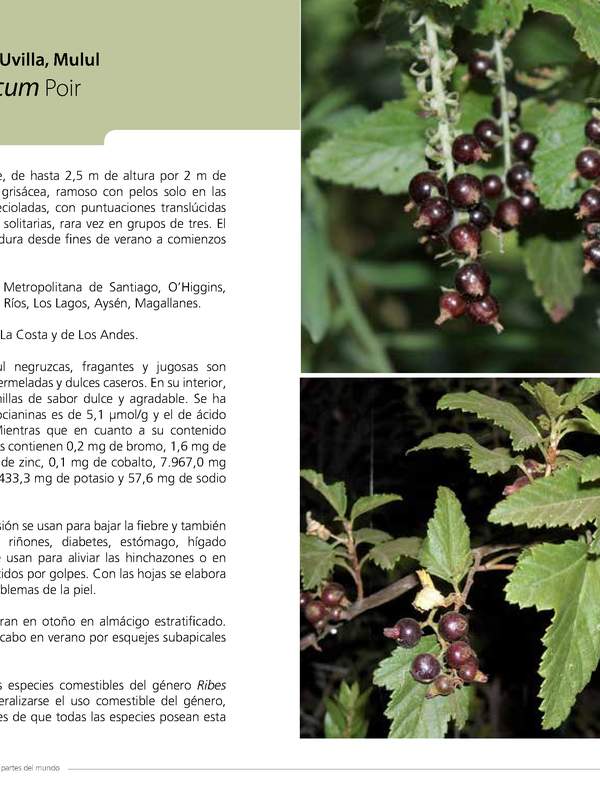 Ribes magellanicum