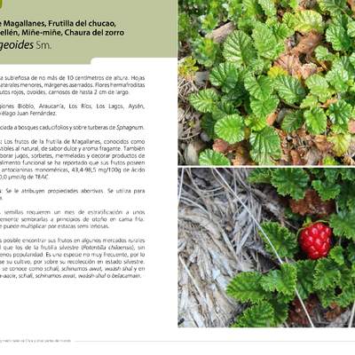 Rubus geoides