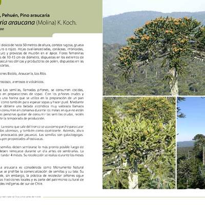 Araucaria araucana