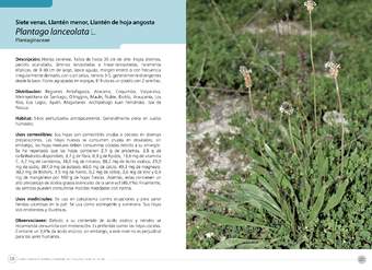 Plantago lanceolata