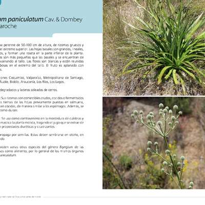 Eryngium paniculatum