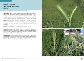 Hordeum murinum