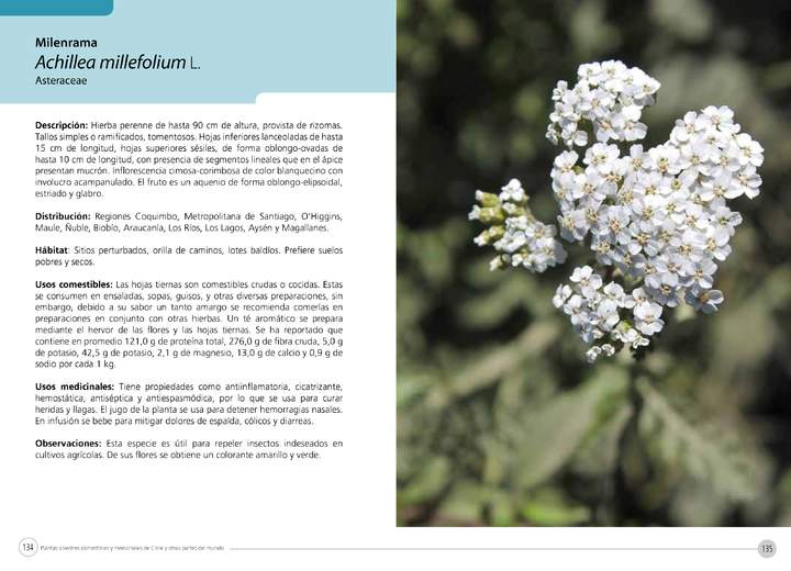 Achillea millefolium L.