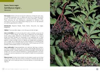 Sambucus nigra
