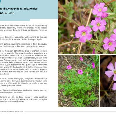 Oxalis rosea