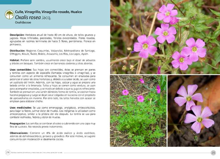 Oxalis rosea