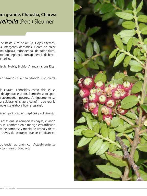 Gaultheria phillyreifolia