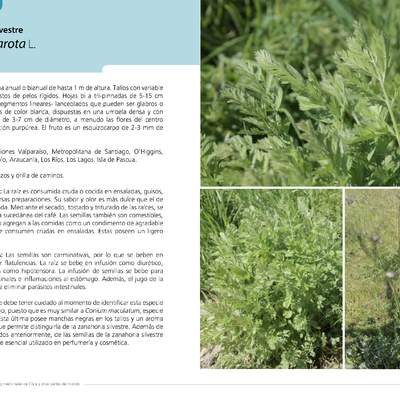 Daucus carota L.