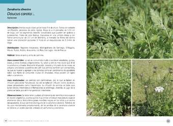 Daucus carota L.