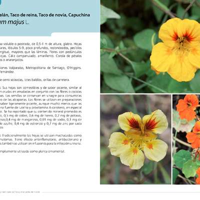 Tropaeolum majus