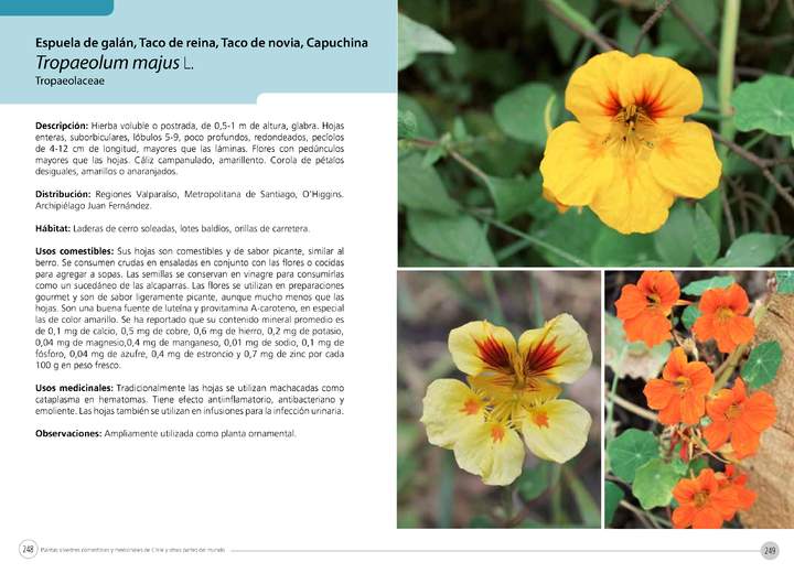 Tropaeolum majus