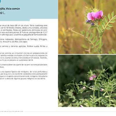 Vicia sativa