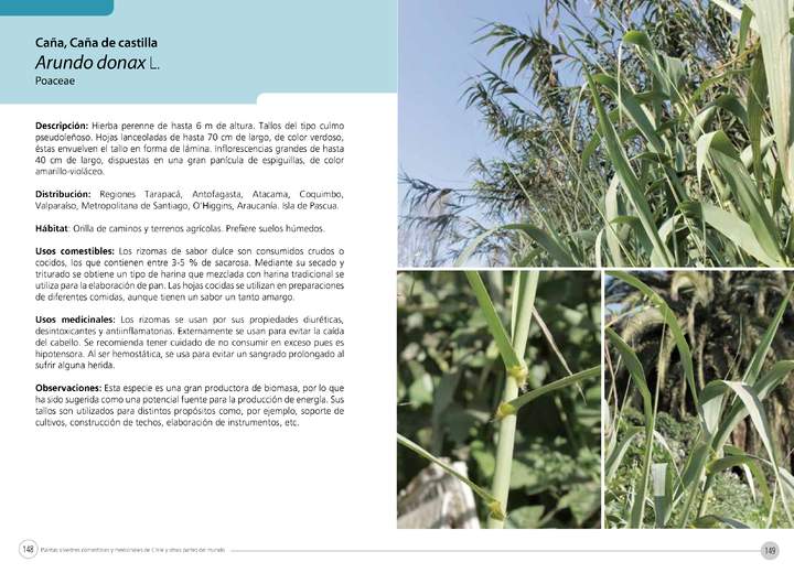 Arundo donax L.