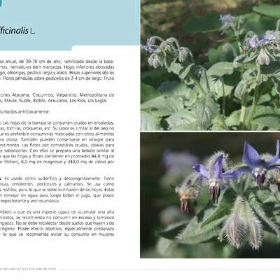 Borago officinalis L.