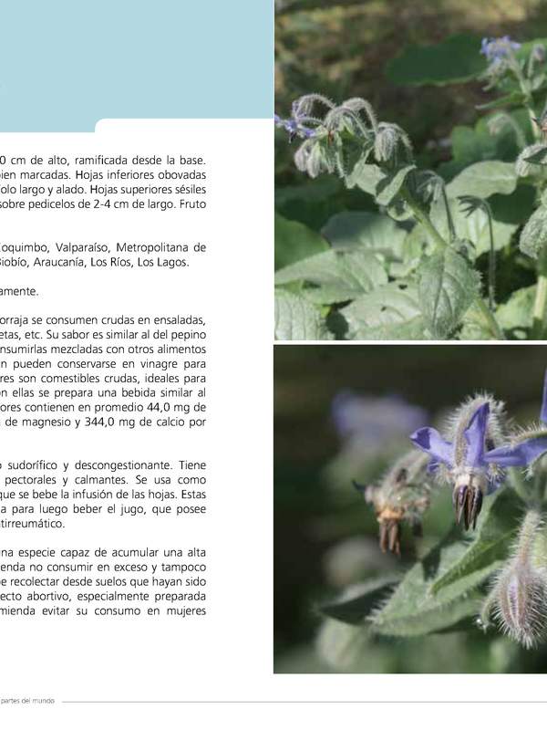 Borago officinalis L.