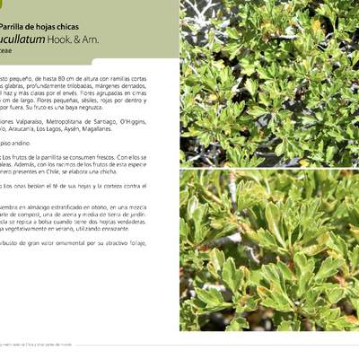Ribes cucullatum