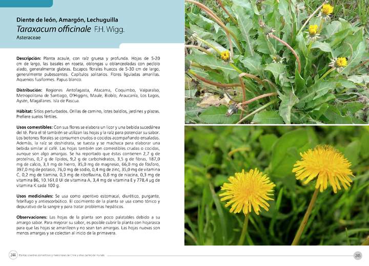 Taraxacum officinale