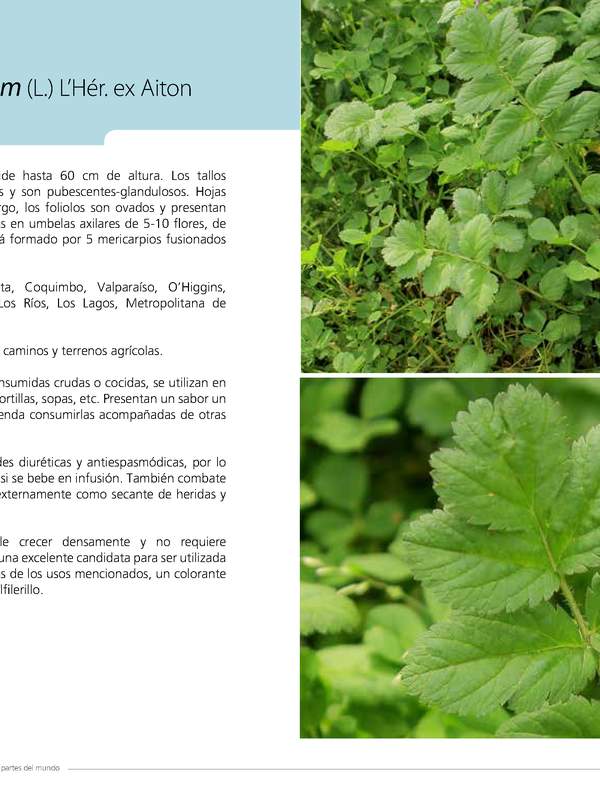 Erodium moschatum