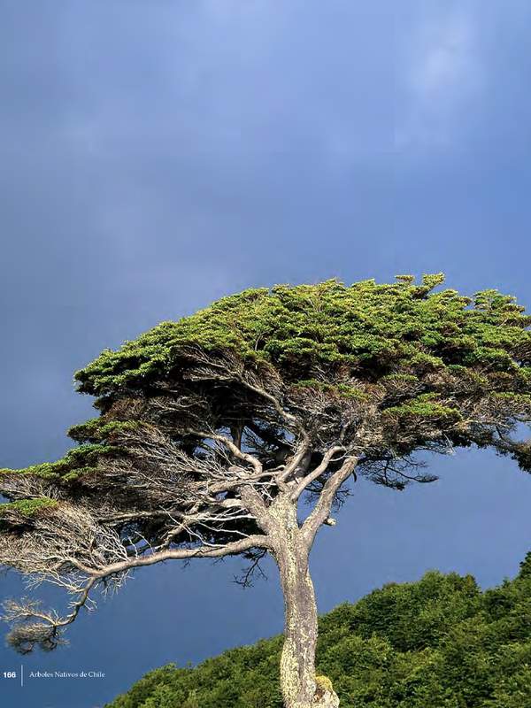 Nothofagus betuloides