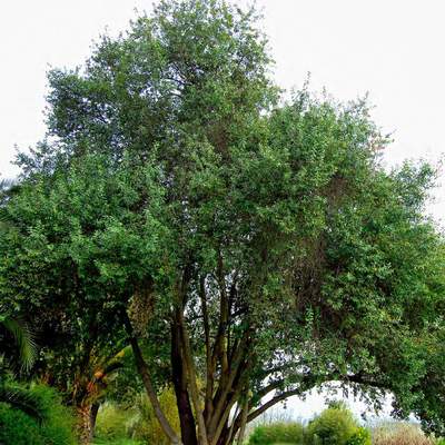 Crinodendron patagua
