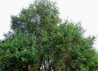 Crinodendron patagua