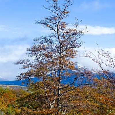 Nothofagus antarctica