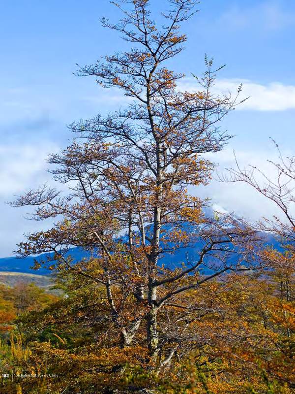 Nothofagus antarctica