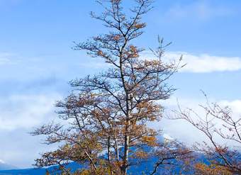 Nothofagus antarctica