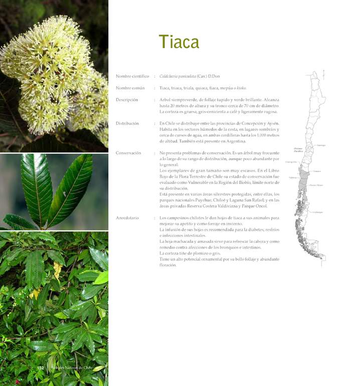 Caldcluvia paniculata