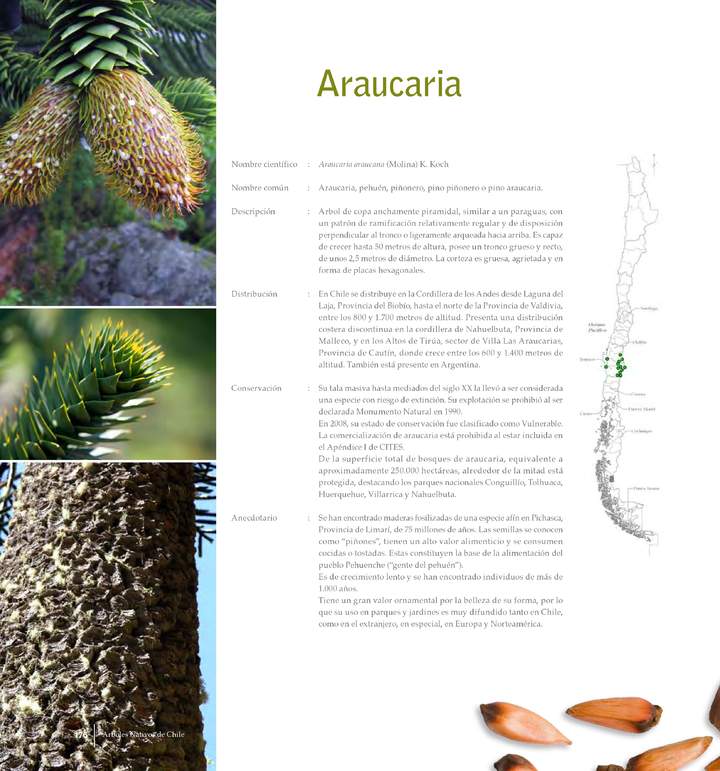 Araucaria araucana