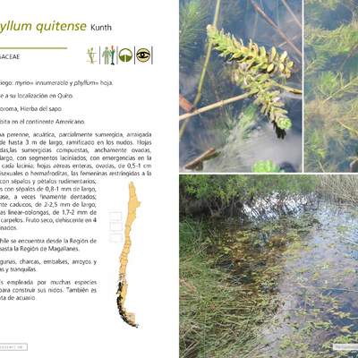 Myriophyllum quitense