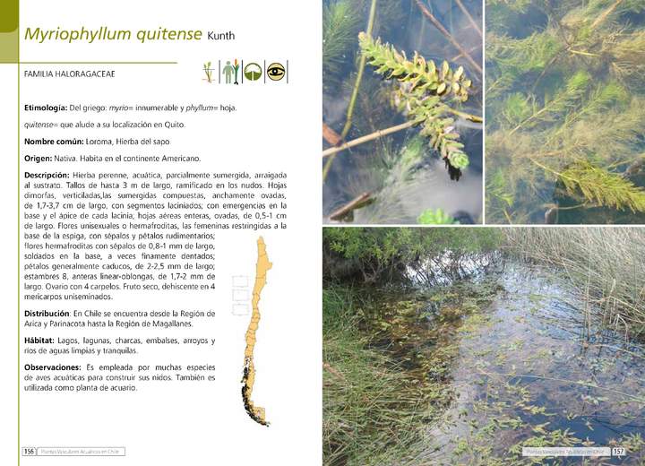 Myriophyllum quitense